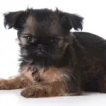 teaching your brussels griffon to enjoy grooming