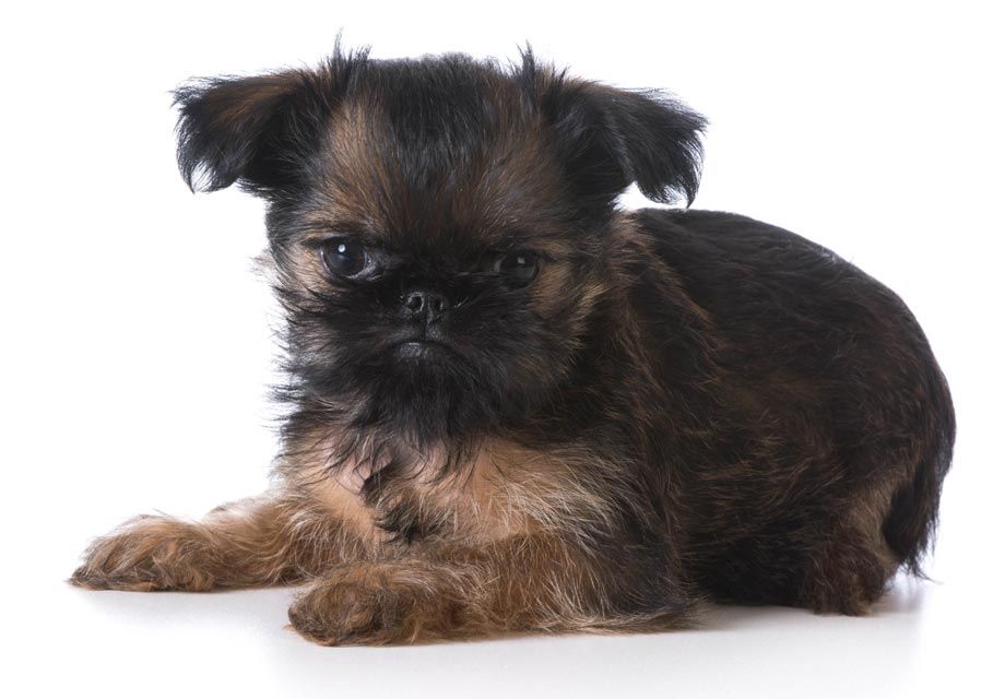 teaching your brussels griffon to enjoy grooming