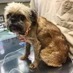 vaccinations for your brussels griffon