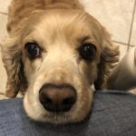 should you own a dog