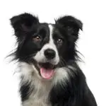 why should you get a border collie