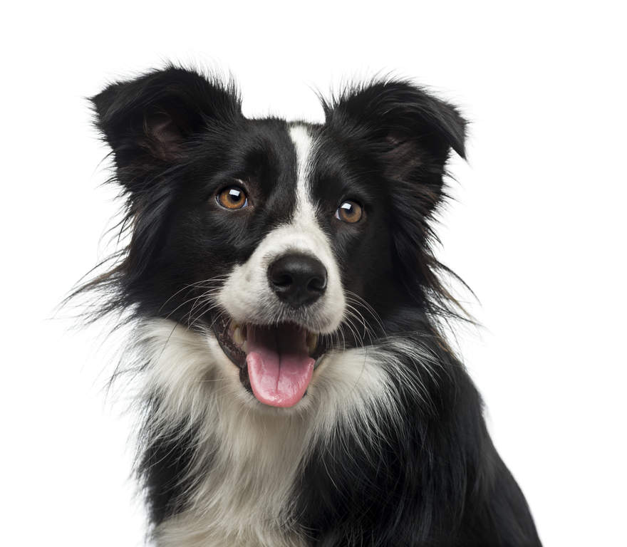 why should you get a border collie