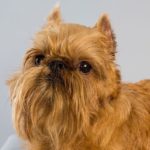 why should you get a brussels griffon