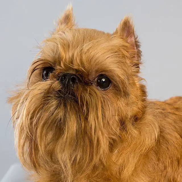 why should you get a brussels griffon