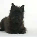 why should you get a Cairn Terrier