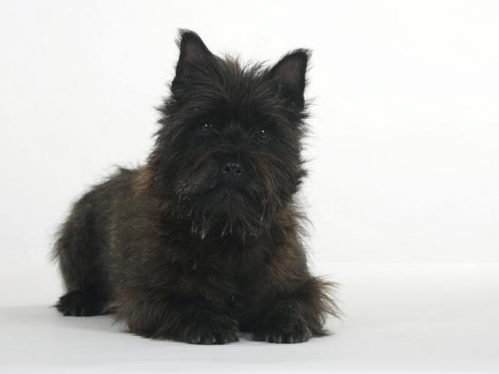 why should you get a Cairn Terrier