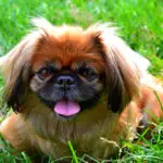 why should you get a pekingese