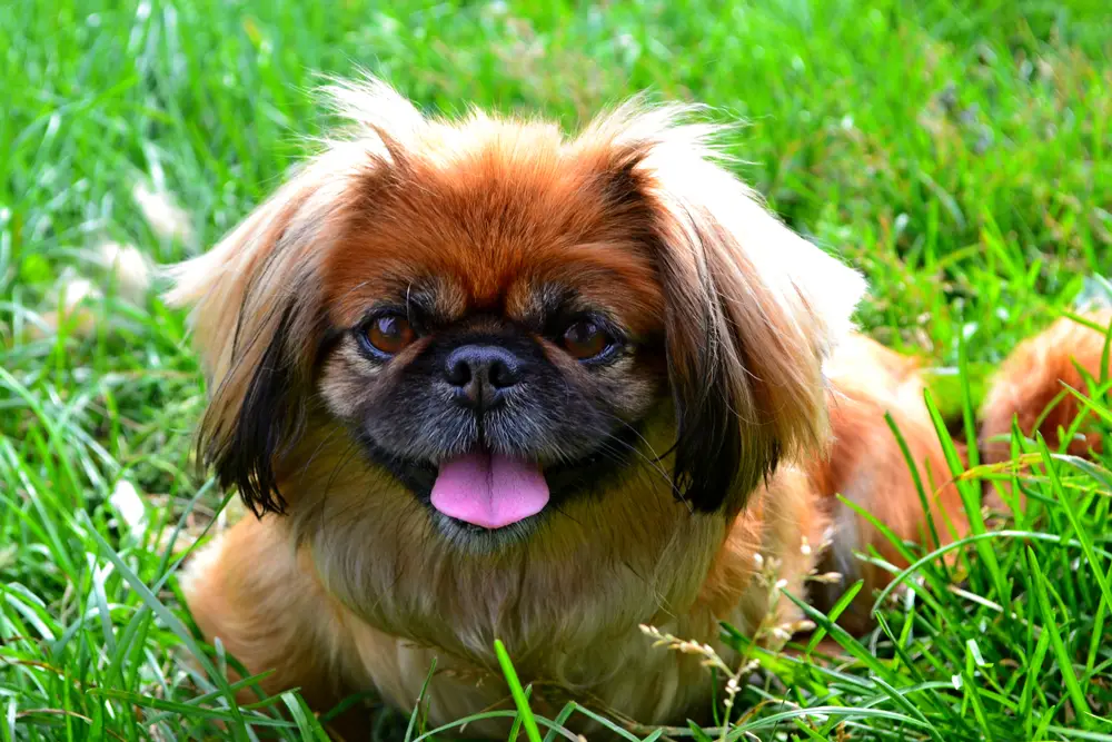 why should you get a pekingese
