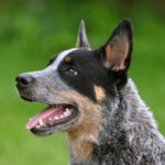 why should you get an australian cattle dog