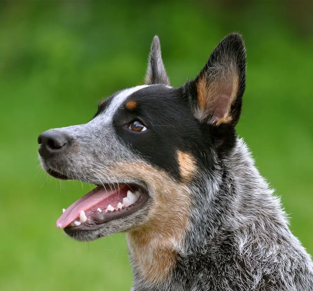why should you get an australian cattle dog