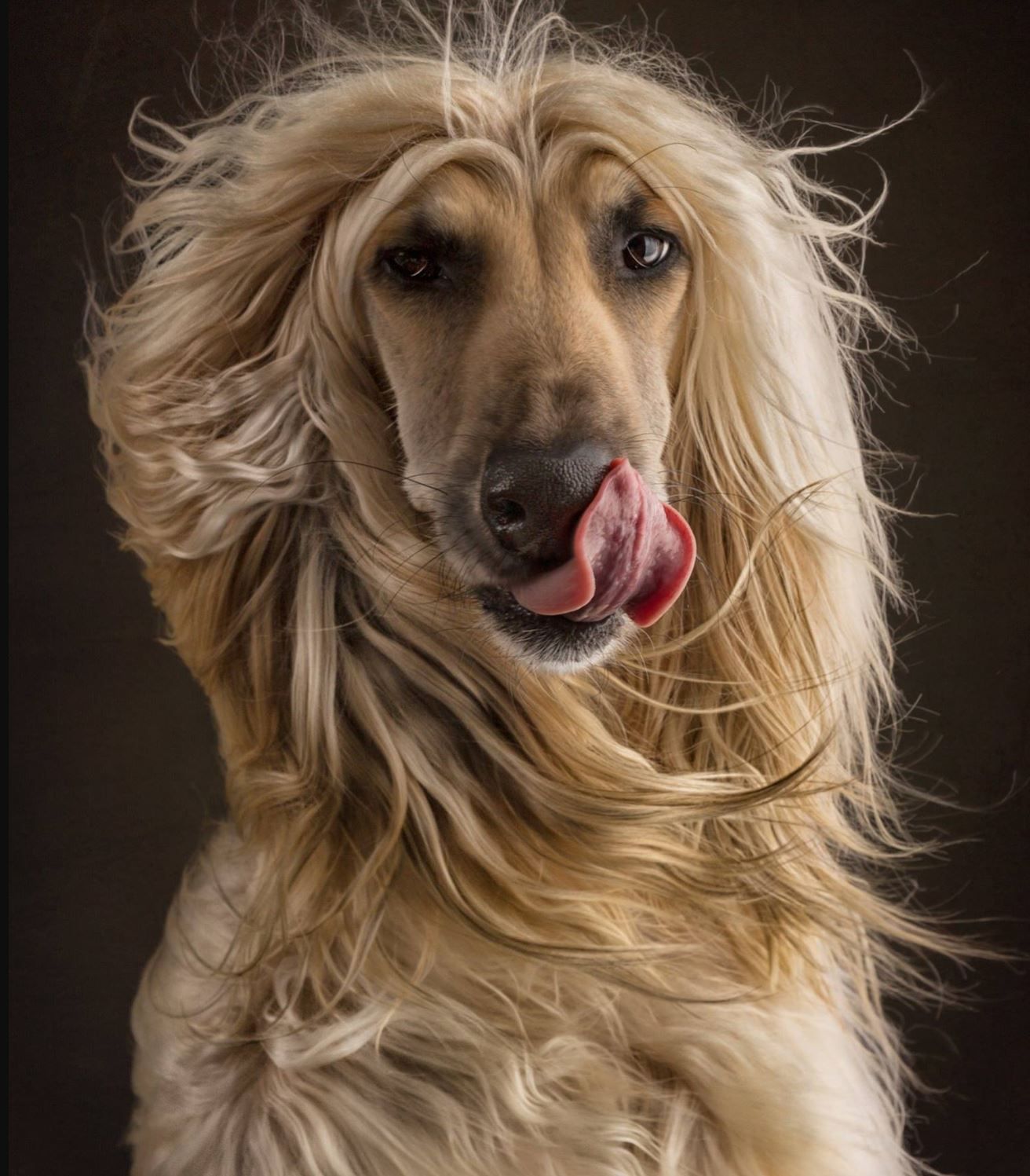 breeds with long hair pros and cons
