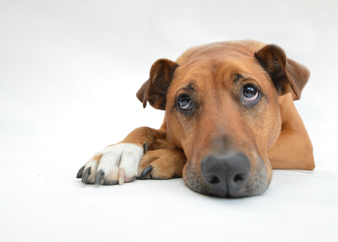 how to groom a fearful dog