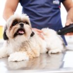 how to restrain a dog properly before grooming