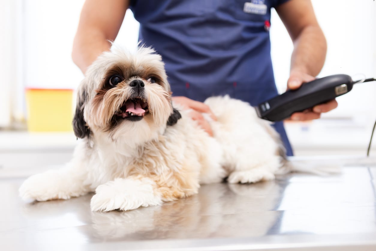 how to restrain a dog properly before grooming