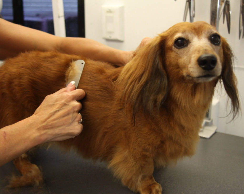 On What Dogs to Use Carding and Why Dog Grooming Tutorial