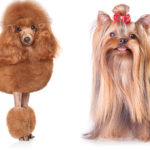 show groom or breed trim for your dog