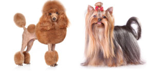 show groom or breed trim for your dog