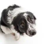 the importance of knowing dog body language
