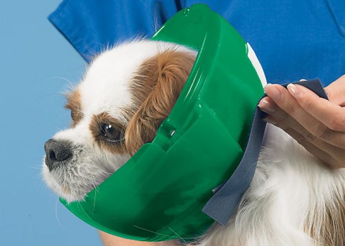 Using Muzzles and ECollars While Grooming Dog Grooming Tutorial