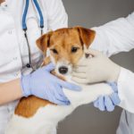 dealing with musculoskeletal disorders in dogs