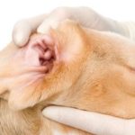ear disorders in dogs and obvious signs
