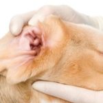 ear disorders in dogs and obvious signs