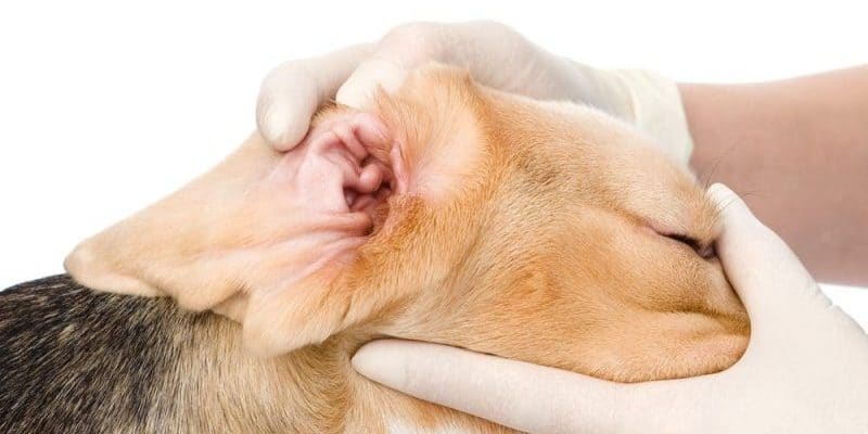 ear disorders in dogs and obvious signs