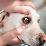 eye disorders in dogs and obvious signs