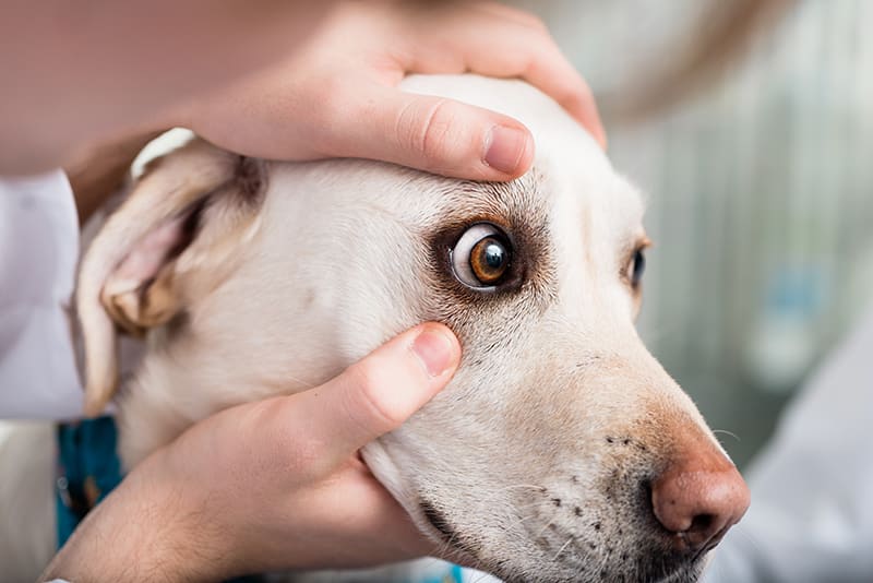 eye disorders in dogs and obvious signs