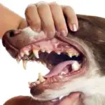 mouth and tooth disorder in dogs