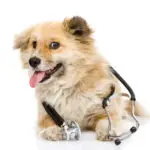 respiratory disorders in dogs and symptoms