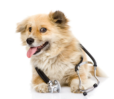respiratory disorders in dogs and symptoms