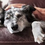 signs of digestive disorders in dogs