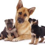 signs of reproductive disorder in dogs