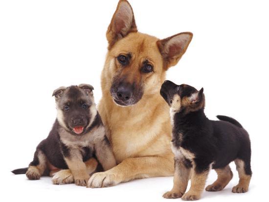 signs of reproductive disorder in dogs