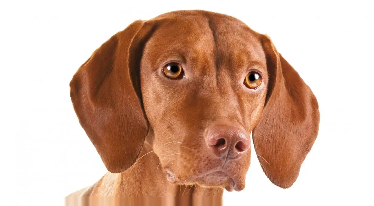 complete grooming plan for your vizsla