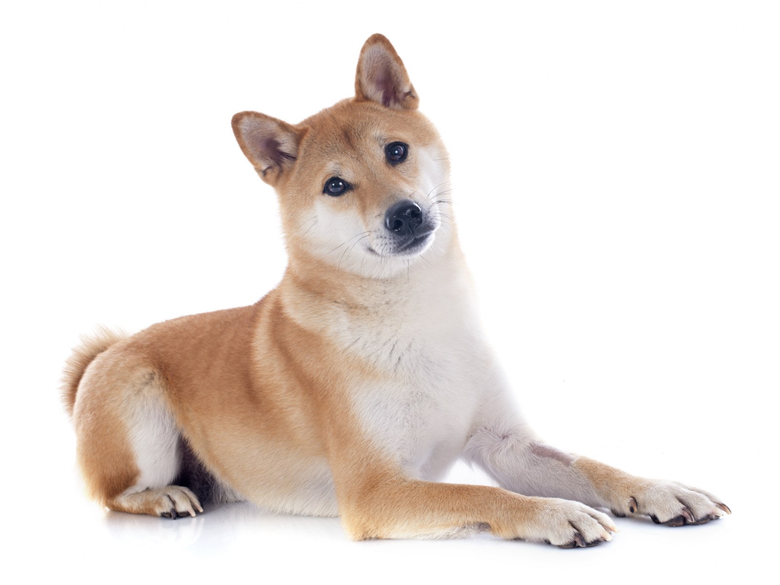 how to groom a shiba inu at home