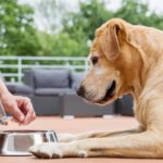 monitoring your dog's feeding levels