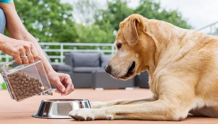 monitoring your dogs feeding levels