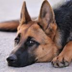 signs of nervous system disorder in dogs