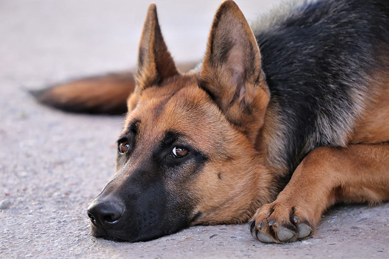 signs of nervous system disorder in dogs