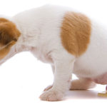 signs of urinary tract disorder in your dog