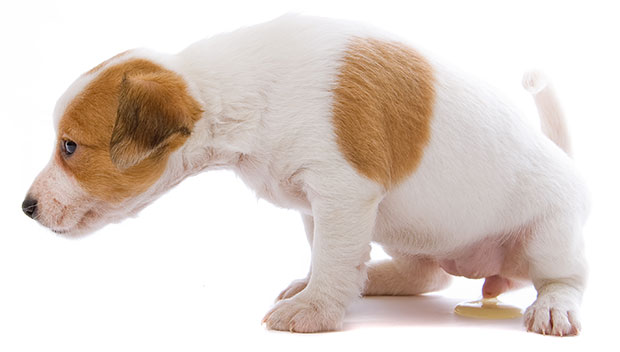 signs of urinary tract disorder in your dog