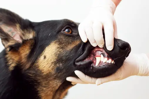 how to clean your german shepherd's teeth