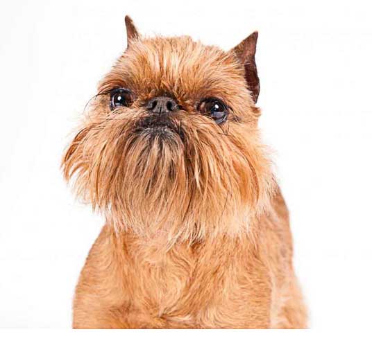 Brussels Griffon