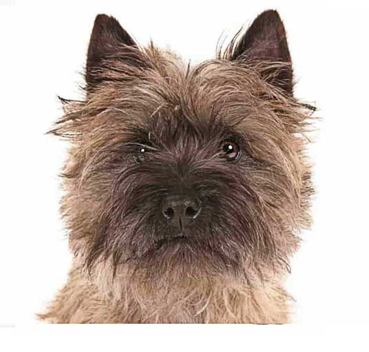 Cairn Terrier