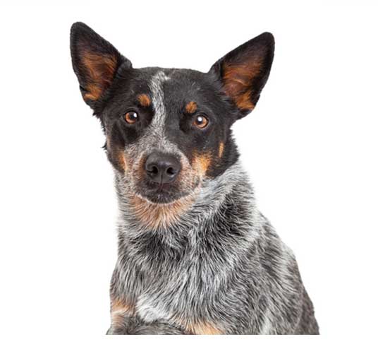 Australian Cattle Dog grooming