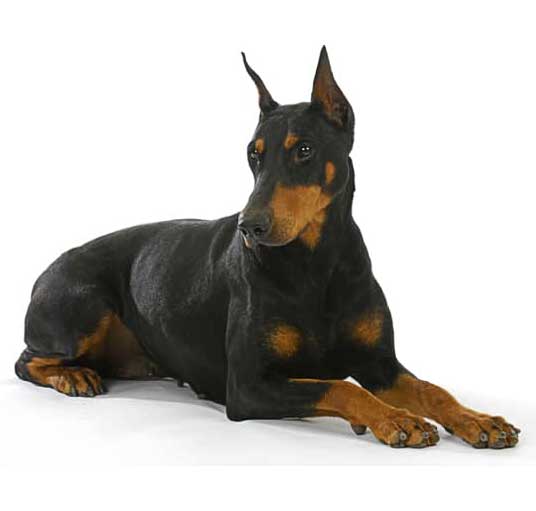 doberman pinscher