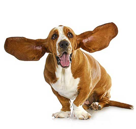dog ear styles