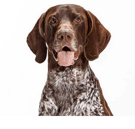 German Shorthaired Pointer